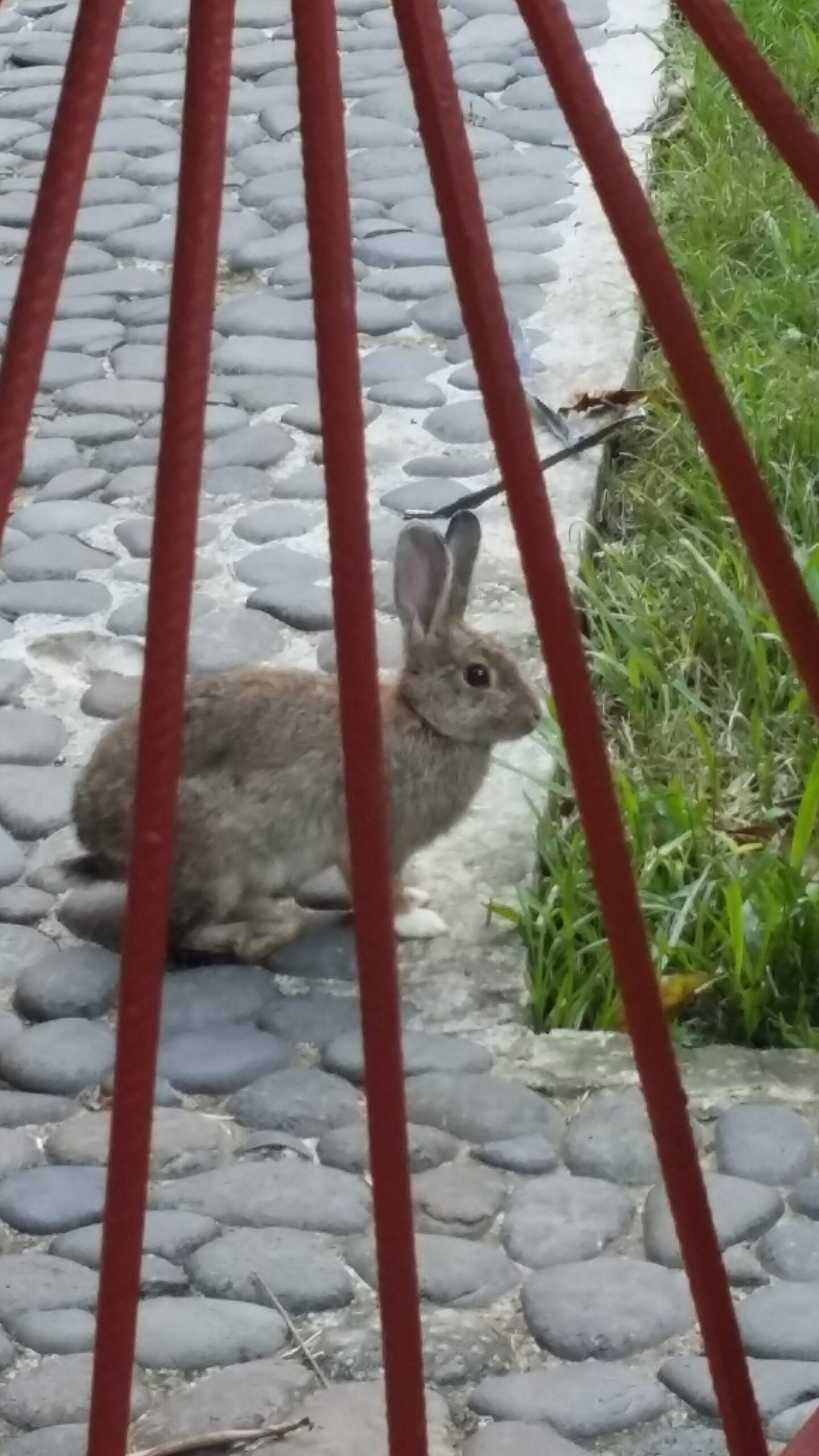 A bunny to keep me company